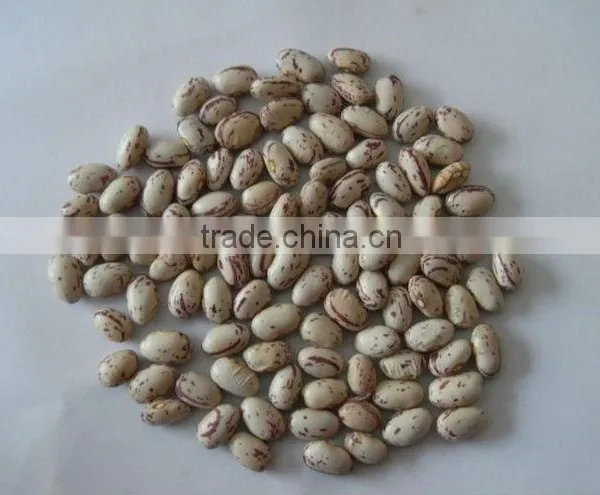 Light Speckled Kidney Bean