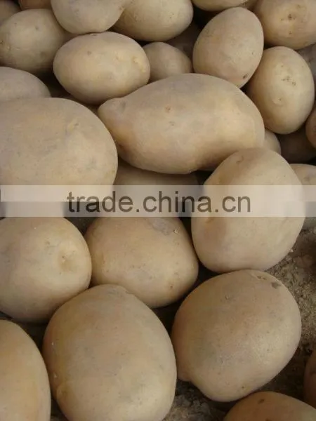 IFS & BRC Certified Farm Fresh Potato From Pakistan