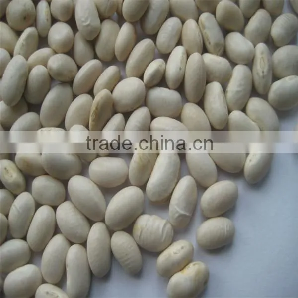White Kidney Bean for Sale photo-4