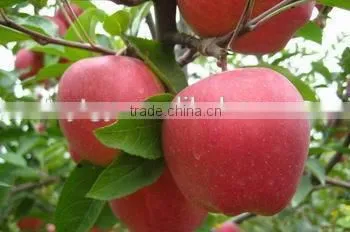 Red Delicious Apple Huaniu Apple Brand YiTian Fresh Red Delicious Apple photo-4