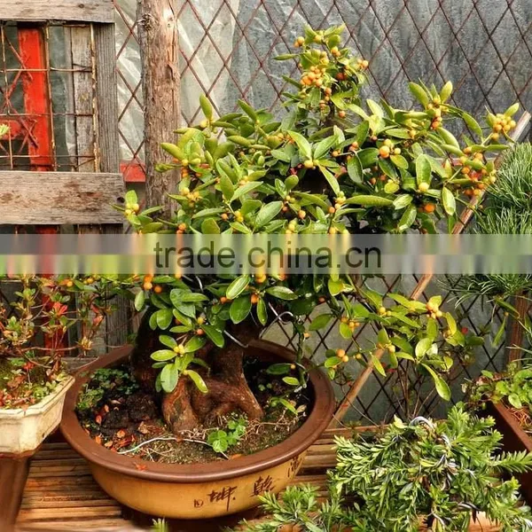 Fresh Orange Tree Seedling photo-5