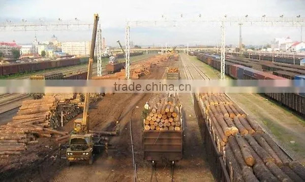 Timber Log / Sawlogs /Wood Round Logs photo-2