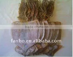 High Quality of Dried Whole Squid