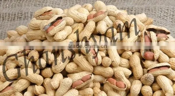 Groundnuts In-shell