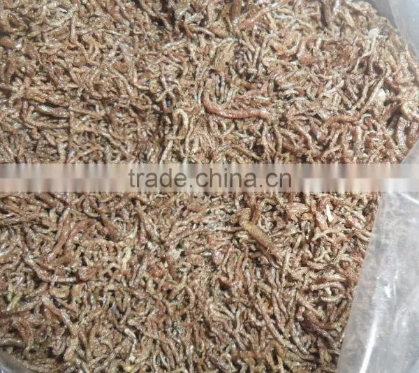 Good Price And Quality Blood Worms photo-2