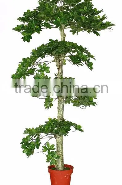 Foliage Plants Bonsai From Guangzhou Factory photo-4