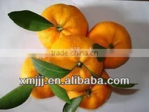 Chinese Mandarin Orange photo-2