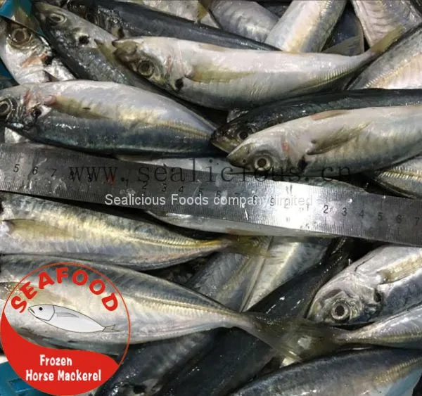 Frozen Horse Mackerel in 100G-150G