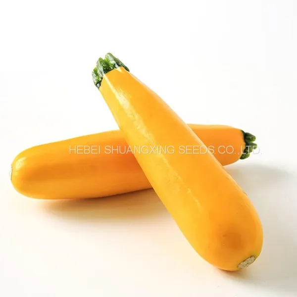 Yellow Beauty Early Maturity Yellow Skin Hybrid Squash Seeds