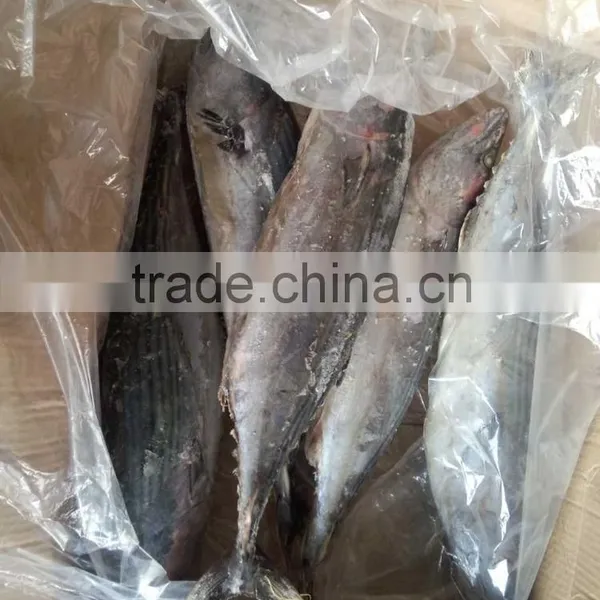 Frozen Bonito(Sarda Orientalis) 2kg+/pc photo-3