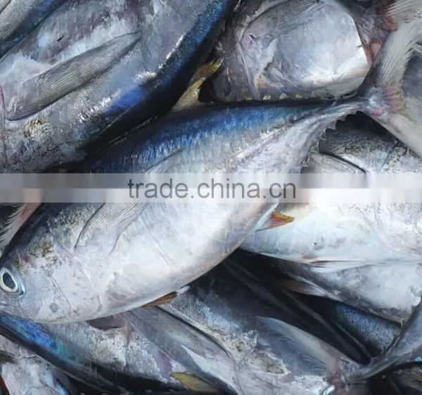 Frozen Yellowfin Tuna Fish photo-2