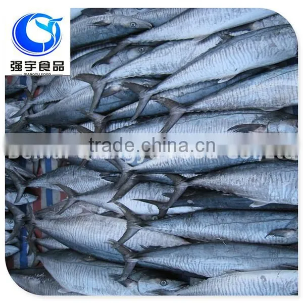 Frozen Style and Block Shape Frozen Spanish Mackerel