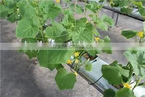 Plant Rockwool , Hydroponic Rockwool Hydroponic System photo-2