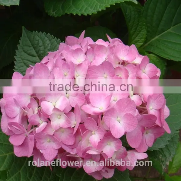 Colorful Hydrangea High Quality Natural White Hydrangea From Yunnan, China photo-3