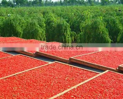 Hot Selling Goji Berry or Goji Berries photo-2