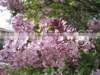 High Quality Lilac Syringa Oblata Winter Daphne Seeds photo-5