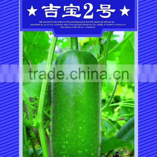 New Variety Zucchini Seeds f1 Hybrid Seeds
