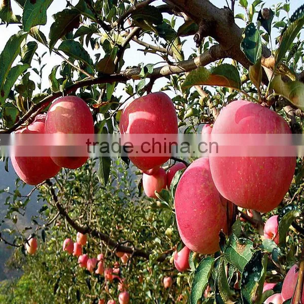 Plant Growth Promoter 20% Crystal Gibberellic Acid photo-6