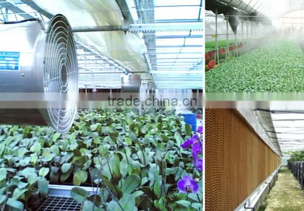 Cheap Top Quality Mushroom Tunnel photo-6