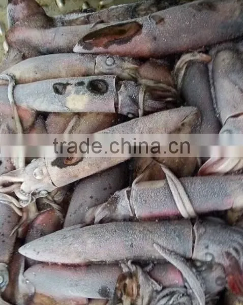 Frozen Black Squid (Todarodes Pacificus) photo-2