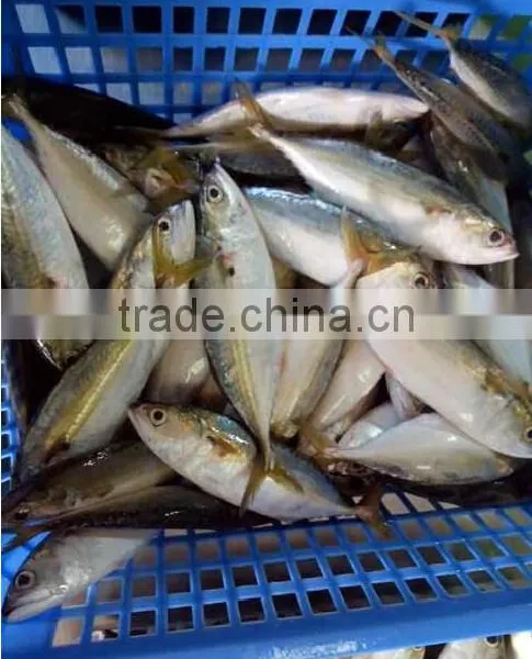 Canned and Price Indian Mackerel