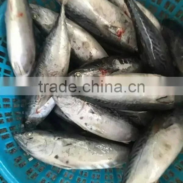 New Catch Bonito Tuna Whole photo-2