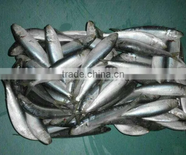 Sardinella Aurita for Bait Frozen Sardines photo-3