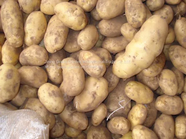 Fresh Potato photo-4