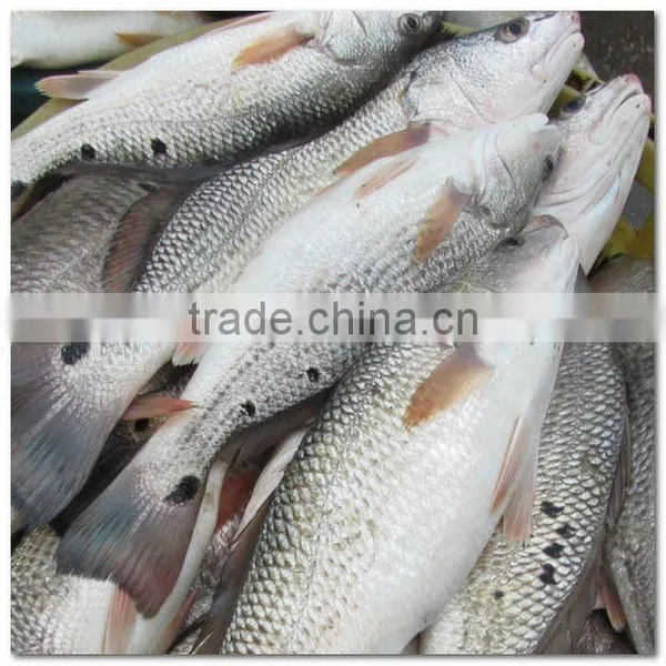 Frozen Fresh Sciaenops Ocellatus Whole Round