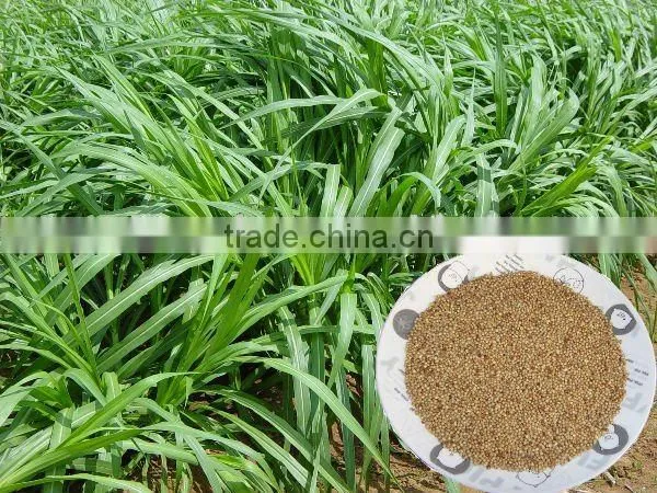 Warm Season Pennisetum Forage Seeds