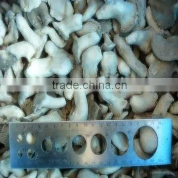Frozen Baby Oyster Mushroom