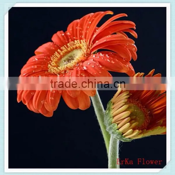 Gerbera Type Fresh Gerbera Cut Flowers and Stem Part Wholesale photo-6