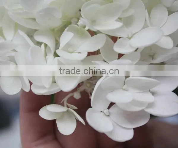 Elegant in Smell Hot-sale Hydrangea Flower for Sale photo-2