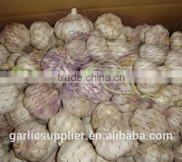 Fresh Garlic New Crop photo-4