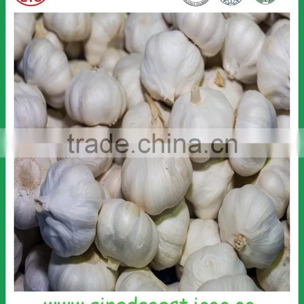 JNinxiang White Garlic in Mesh Bag or Carton photo-5