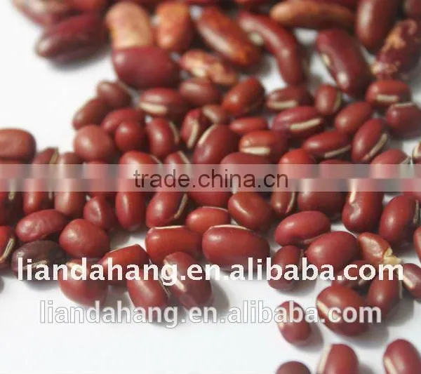 ADZUKI BEAN photo-2