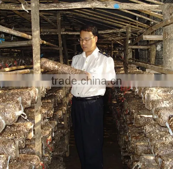 2015 Chines New Crop Shiitake Mushroom ,Top Nutrition White Flower Mushroom photo-2