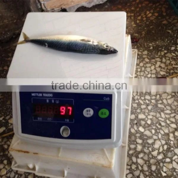 Pacific Mackerel for Bait photo-4