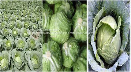 cabbage