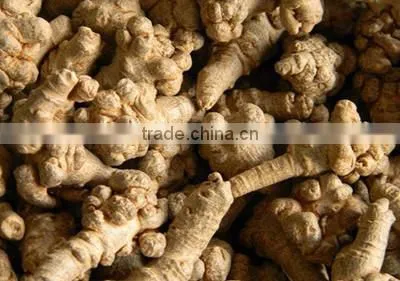 Top Quality Organic Panax Notoginseng Root/Powder photo-3