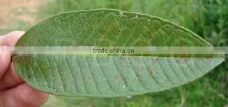 Psidium Leaf photo-2