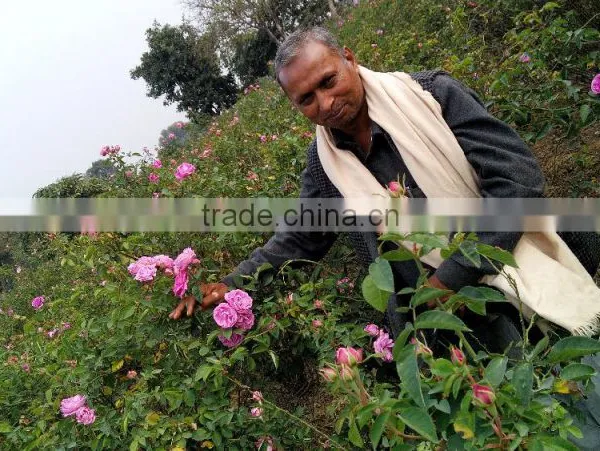 Rose Oil, 100% Pure Rose Otto photo-2