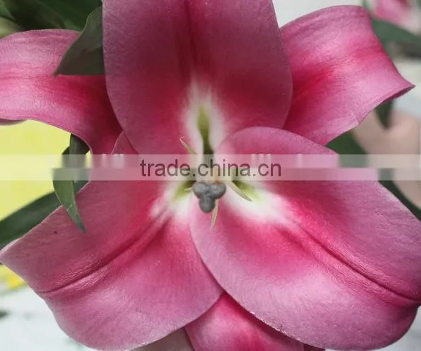 Reasonable Price Crazy Selling Fresh Flower Lilies From Thailand photo-4