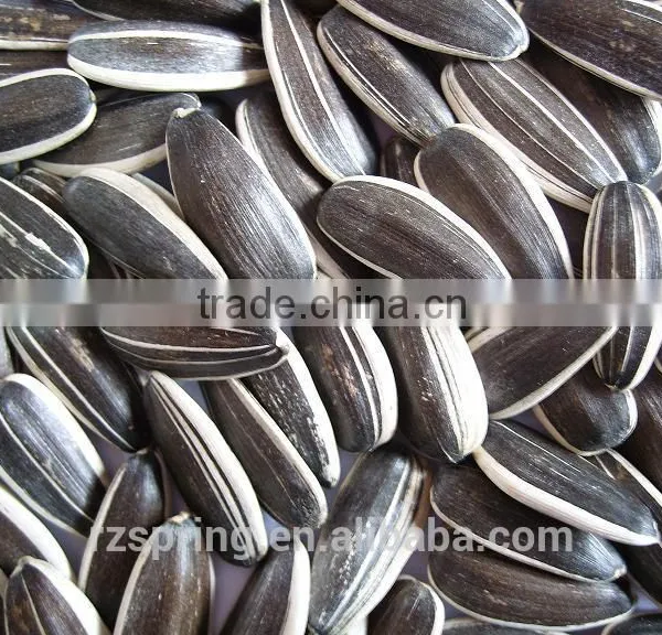 BLACK WITH WHITE STRIP SUNFLOWER SEEDS photo-3