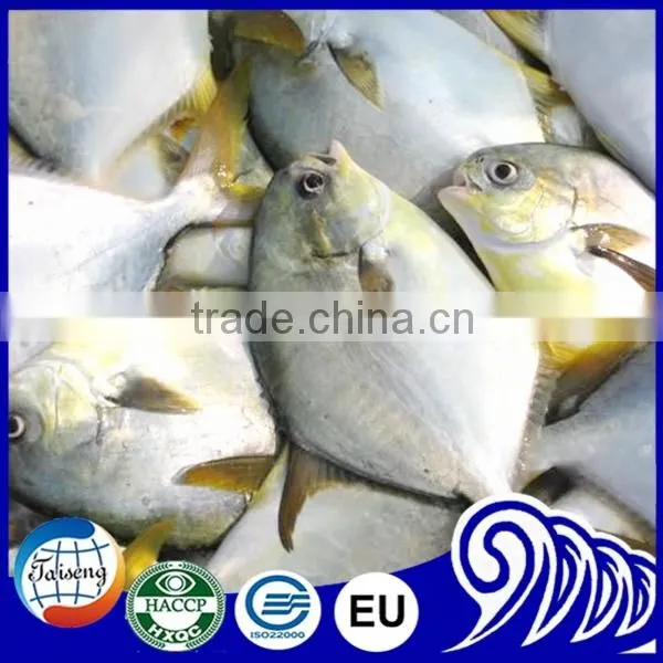 Frozen White Pomfret Fish photo-6