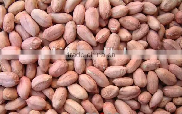 2014 Peanut Kernels, Luhua / Haihua 24/28,28/32,34/38 photo-2