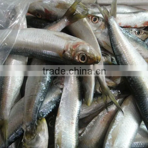 Frozen Sardines