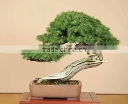 Ornamental Plants Bonsai Tree From Japan