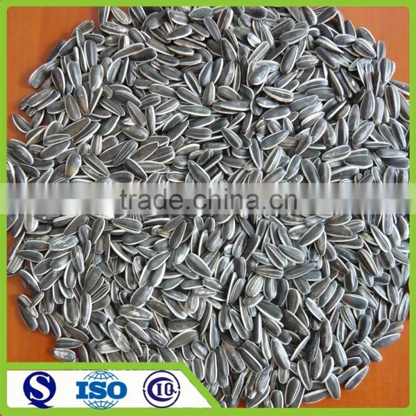 New Crop 5009 Long Shape Sunflower Seed