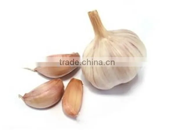 High Quality Garlic Splitter Machine/garlic Peeling Machine Have Best Price photo-5